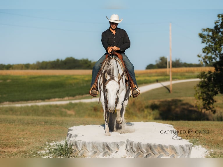 Quarter horse américain Hongre 7 Ans 155 cm Gris in Lewistown