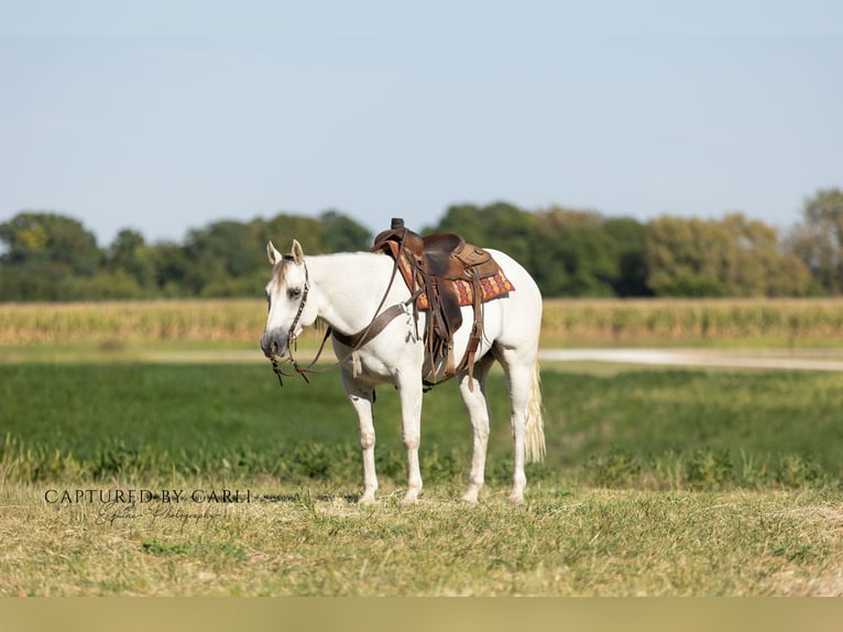 Quarter horse américain Hongre 7 Ans 155 cm Gris in Lewistown