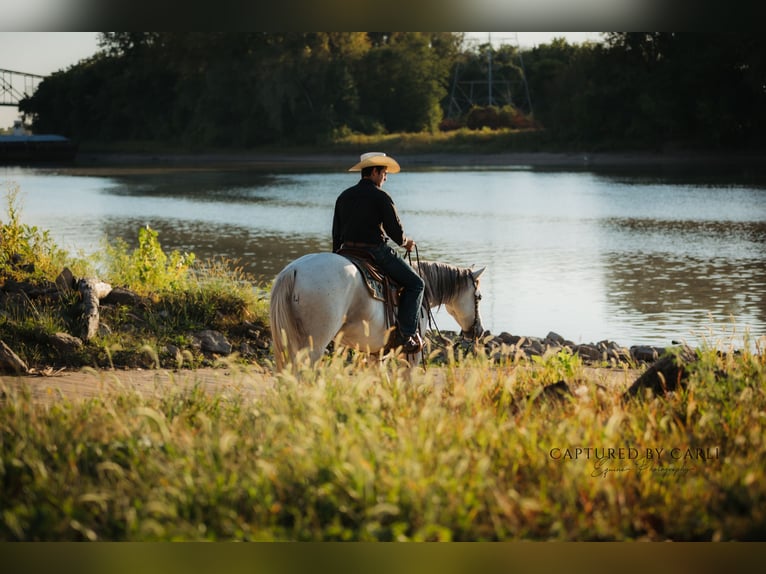 Quarter horse américain Hongre 7 Ans 155 cm Gris in Lewistown