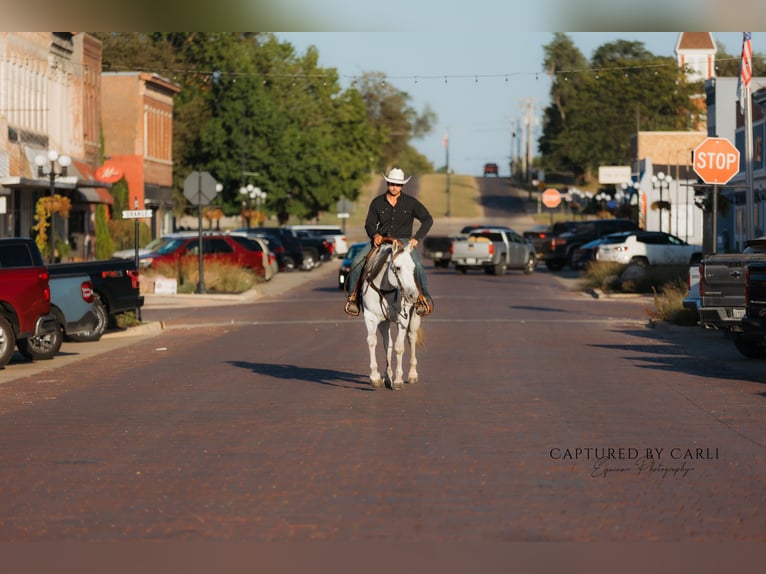 Quarter horse américain Hongre 7 Ans 155 cm Gris in Lewistown