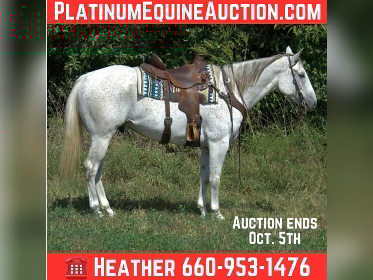 Quarter horse américain Hongre 7 Ans 155 cm Gris in Princeton MO