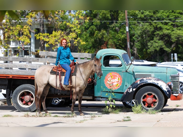 Quarter horse américain Hongre 7 Ans 155 cm Grullo in Forney