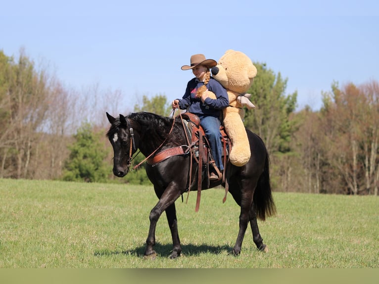 Quarter horse américain Hongre 7 Ans 155 cm Noir in Clarion