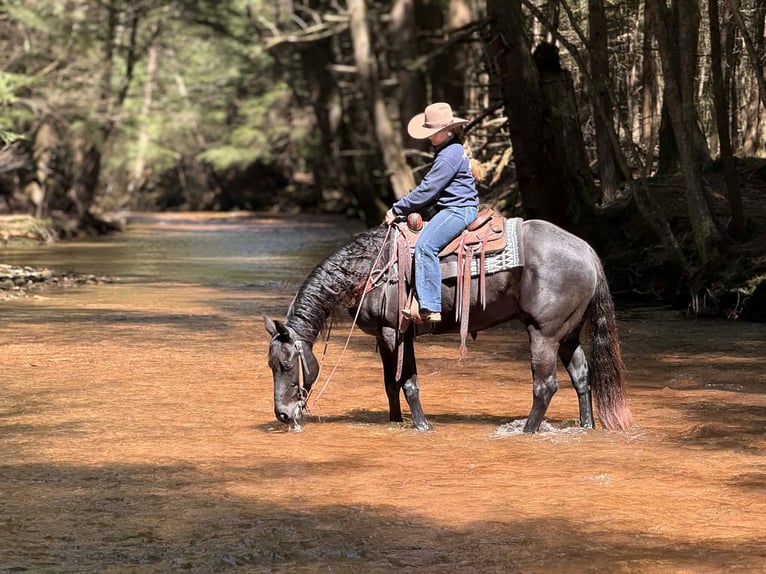 Quarter horse américain Hongre 7 Ans 155 cm Noir in Clarion