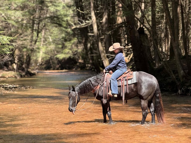 Quarter horse américain Hongre 7 Ans 155 cm Noir in Clarion