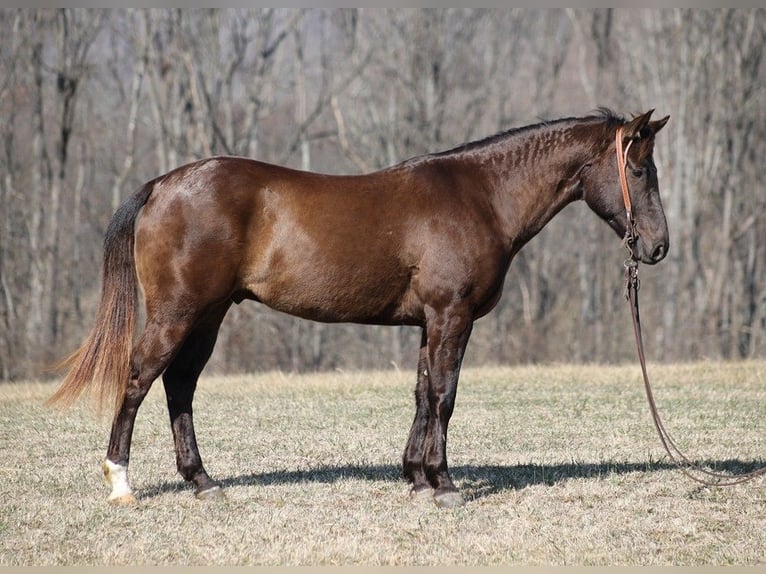 Quarter horse américain Hongre 7 Ans 155 cm Noir in Mount Vernon