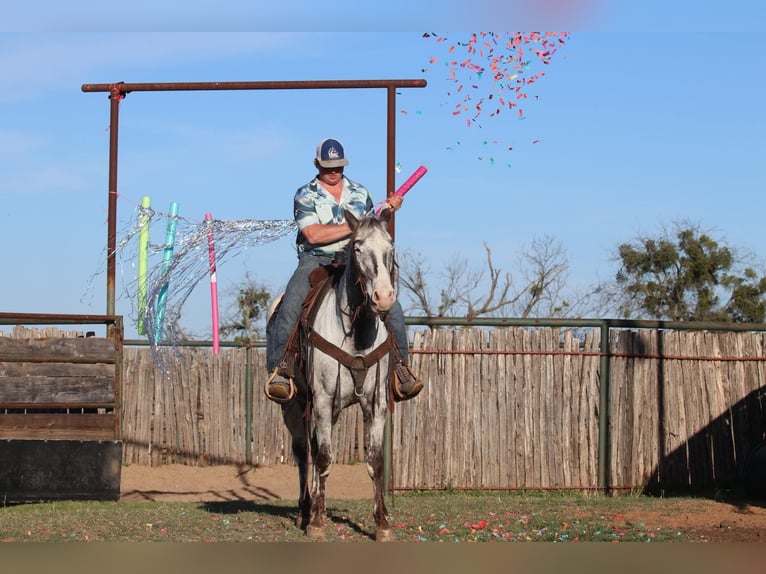 Quarter horse américain Hongre 7 Ans 155 cm Noir in Lipan TX