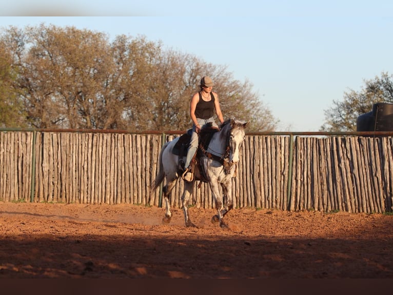 Quarter horse américain Hongre 7 Ans 155 cm Noir in Lipan TX