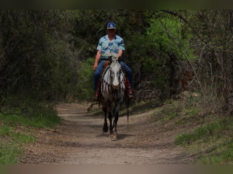 Quarter horse américain Hongre 7 Ans 155 cm Noir in Lipan TX