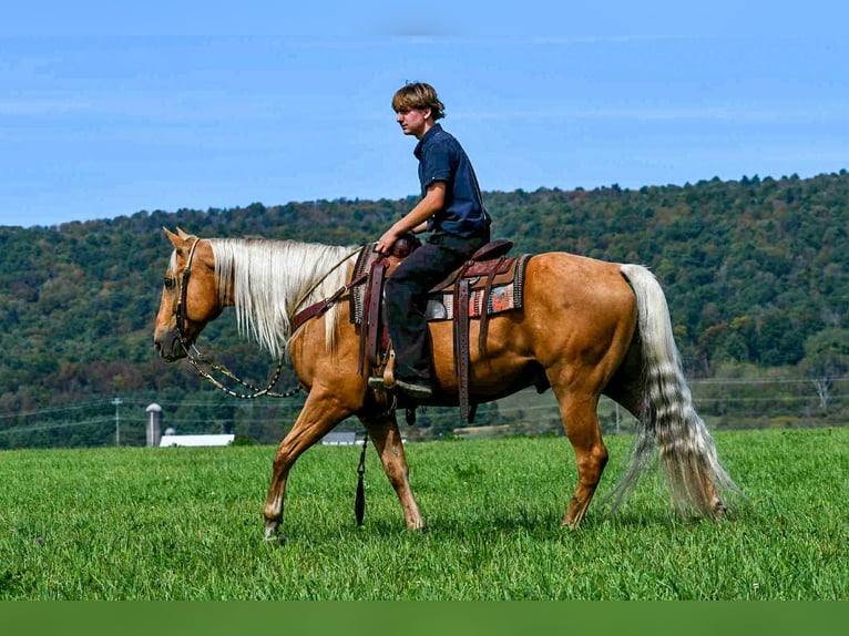 Quarter horse américain Hongre 7 Ans 155 cm Palomino in Rebersburg