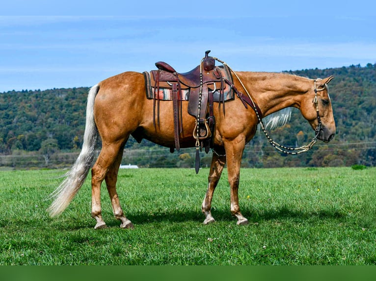 Quarter horse américain Hongre 7 Ans 155 cm Palomino in Rebersburg