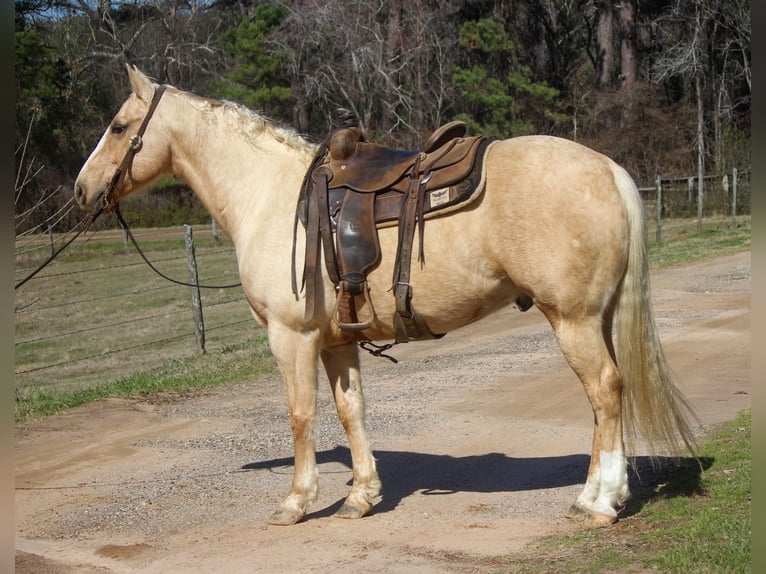 Quarter horse américain Hongre 7 Ans 155 cm Palomino in Rusk TX