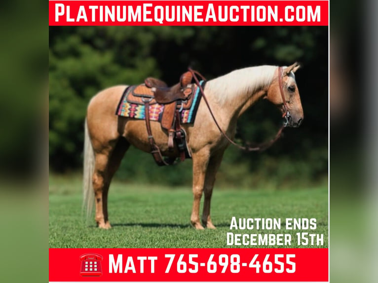 Quarter horse américain Hongre 7 Ans 155 cm Palomino in Brodhead, KY