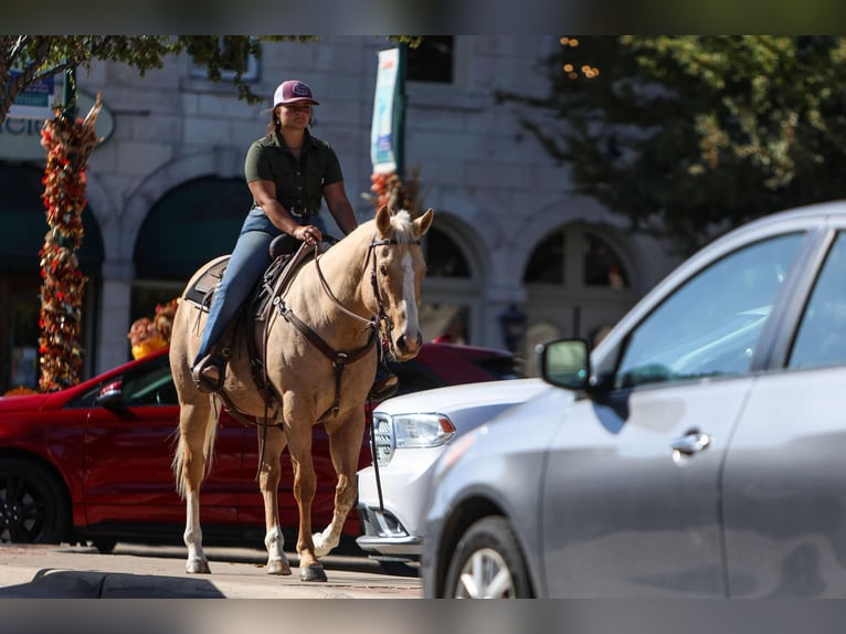 Quarter horse américain Hongre 7 Ans 155 cm Palomino in Granbury TX