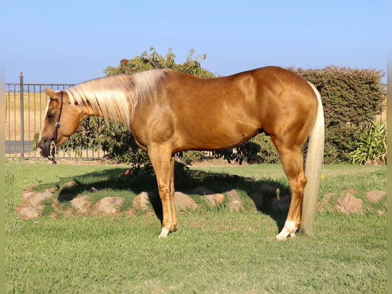 Quarter horse américain Hongre 7 Ans 155 cm Palomino in Pleasant Grove CA