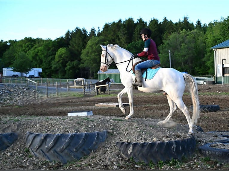 Quarter horse américain Hongre 7 Ans 155 cm Perlino in Warsaw