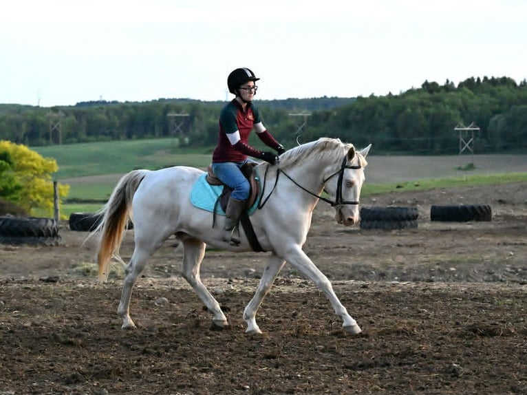 Quarter horse américain Hongre 7 Ans 155 cm Perlino in Warsaw