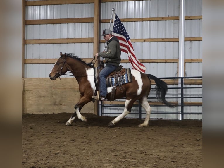 Quarter horse américain Hongre 7 Ans 155 cm Pinto in Howell