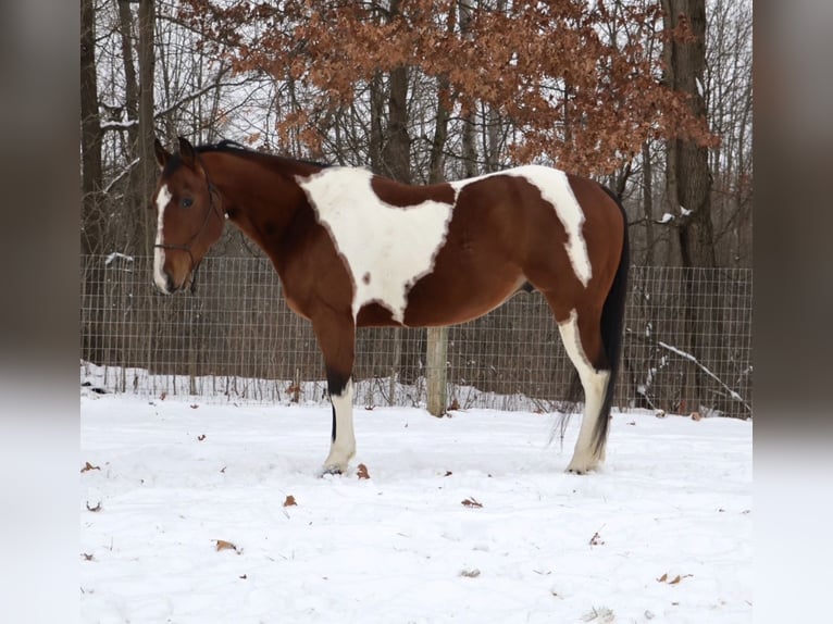 Quarter horse américain Hongre 7 Ans 155 cm Pinto in Howell