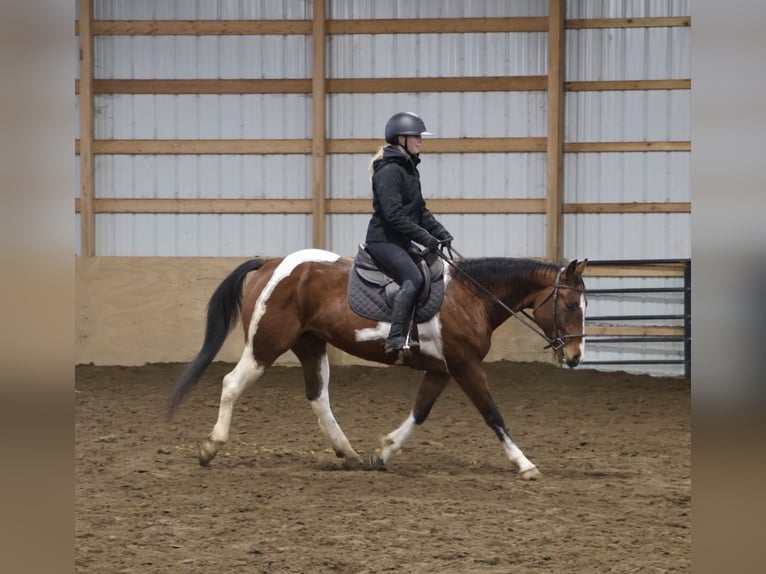 Quarter horse américain Hongre 7 Ans 155 cm Pinto in Howell