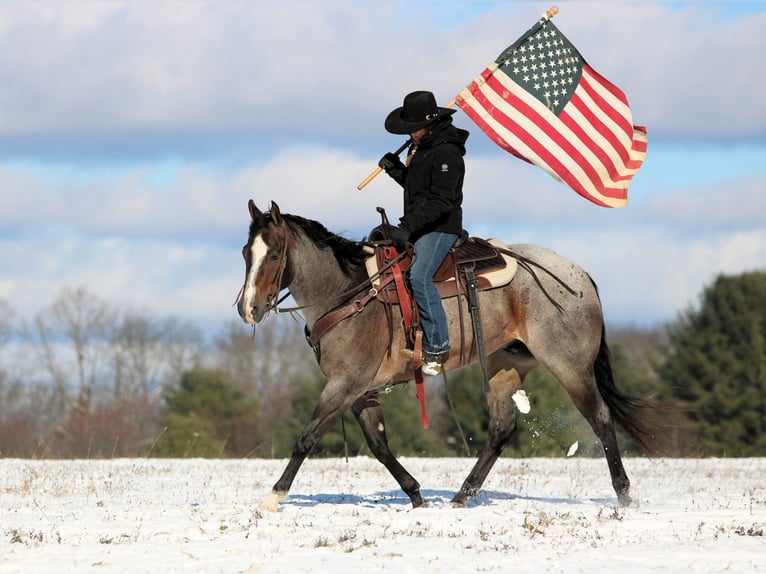 Quarter horse américain Hongre 7 Ans 155 cm Roan-Bay in Clarion