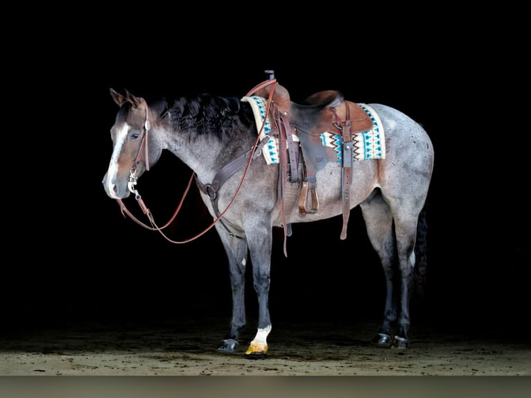 Quarter horse américain Hongre 7 Ans 155 cm Roan-Bay in Clarion