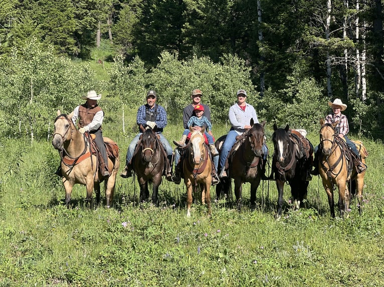 Quarter horse américain Hongre 7 Ans 155 cm Roan-Bay in Saint Anthony, ID