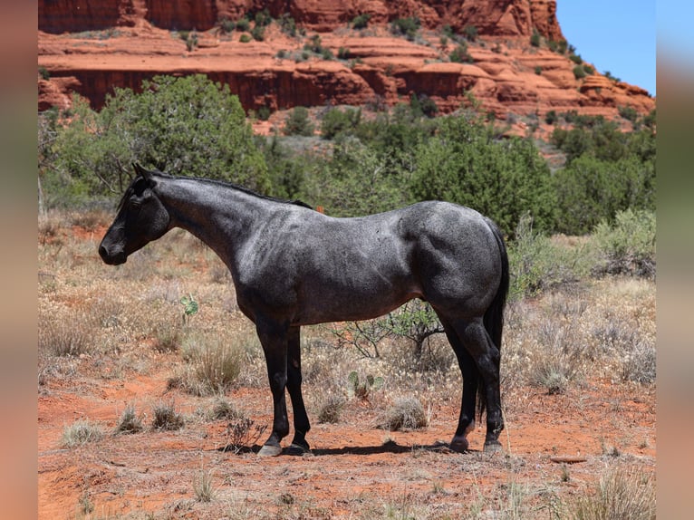 Quarter horse américain Hongre 7 Ans 155 cm Rouan Bleu in Camp Verde