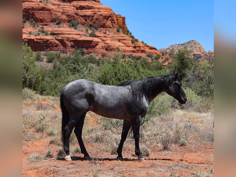 Quarter horse américain Hongre 7 Ans 155 cm Rouan Bleu in Camp Verde