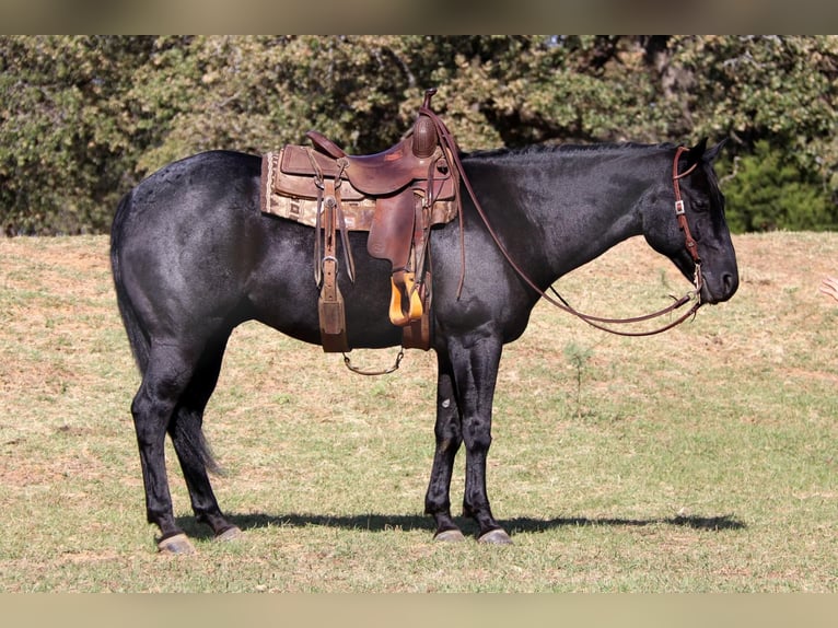 Quarter horse américain Hongre 7 Ans 155 cm Rouan Bleu in Cleburne, TX