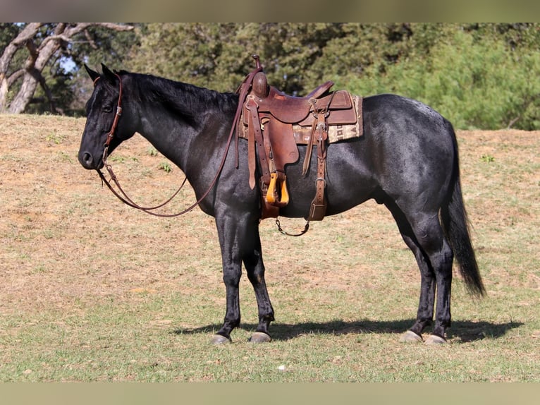 Quarter horse américain Hongre 7 Ans 155 cm Rouan Bleu in Cleburne, TX