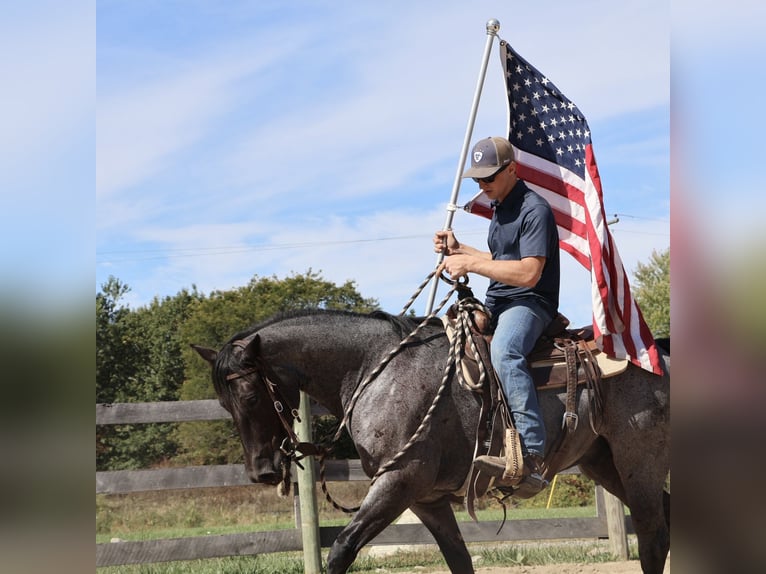 Quarter horse américain Hongre 7 Ans 155 cm Rouan Bleu in Howell