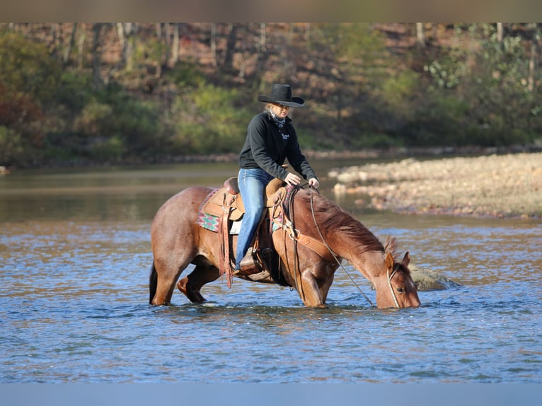 Quarter horse américain Hongre 7 Ans 155 cm Rouan Rouge in Clarion