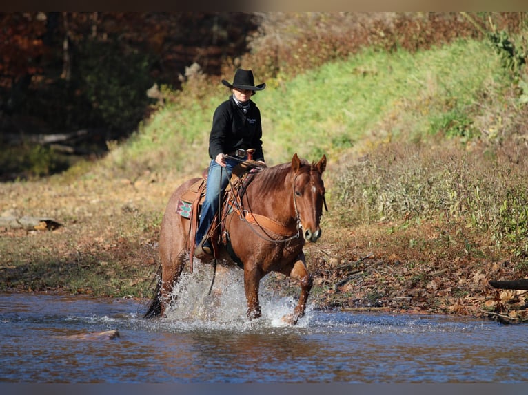 Quarter horse américain Hongre 7 Ans 155 cm Rouan Rouge in Clarion
