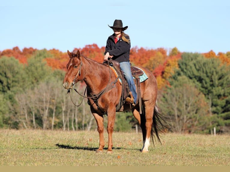 Quarter horse américain Hongre 7 Ans 155 cm Rouan Rouge in Clarion