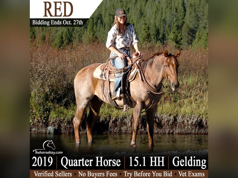 Quarter horse américain Hongre 7 Ans 155 cm Rouan Rouge in Powell, WY