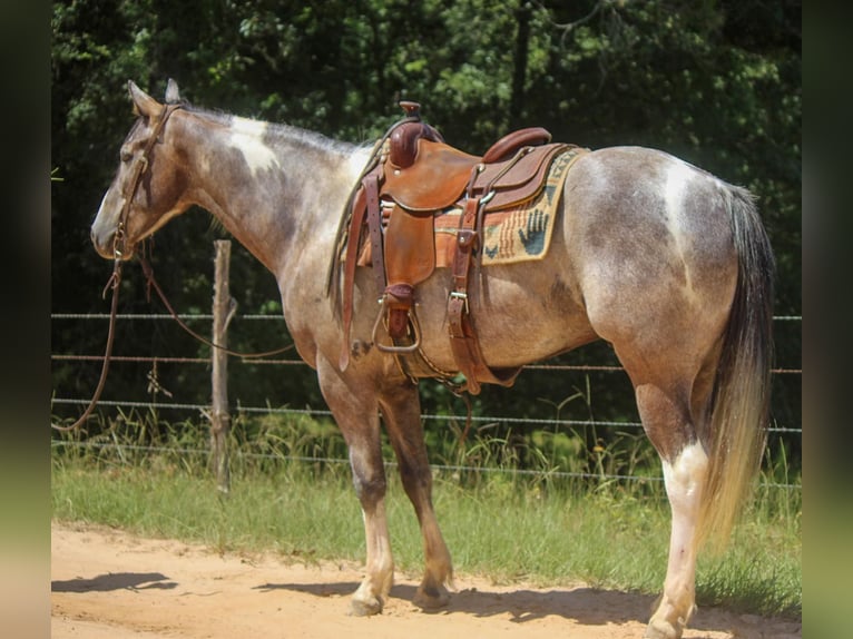 Quarter horse américain Hongre 7 Ans 155 cm Tobiano-toutes couleurs in Rusk TX