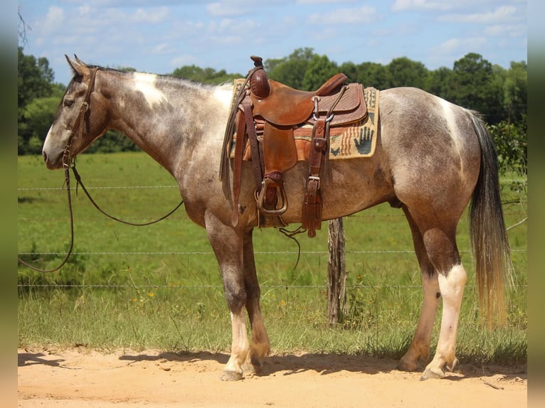 Quarter horse américain Hongre 7 Ans 155 cm Tobiano-toutes couleurs in Rusk TX
