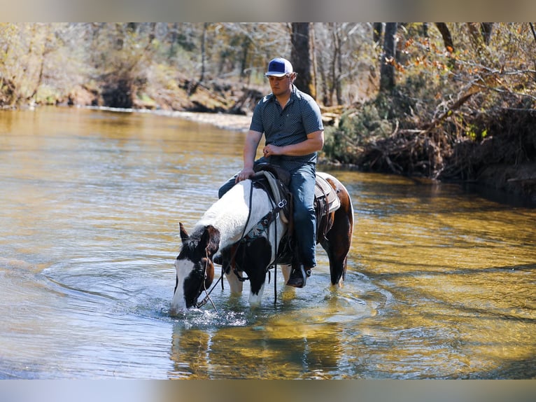 Quarter horse américain Hongre 7 Ans 155 cm Tobiano-toutes couleurs in Hampshire, TN