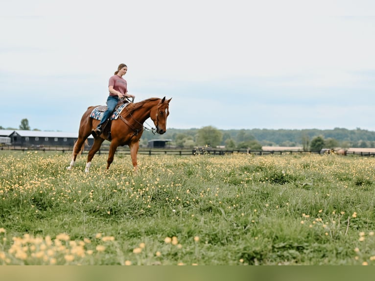 Quarter horse américain Hongre 7 Ans 157 cm Alezan cuivré in Dalton