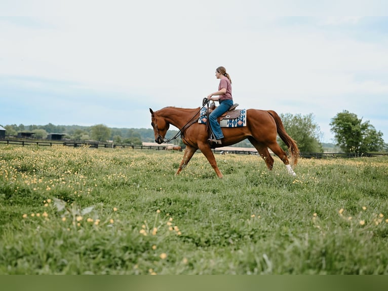 Quarter horse américain Hongre 7 Ans 157 cm Alezan cuivré in Dalton