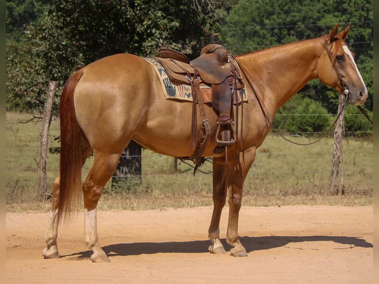 Quarter horse américain Hongre 7 Ans 157 cm Alezan dun in Rusk TX