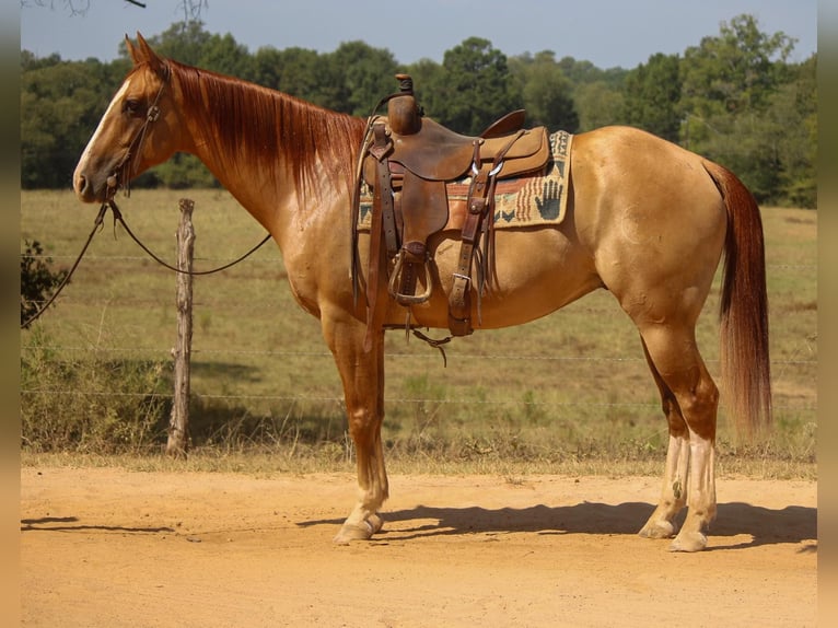 Quarter horse américain Hongre 7 Ans 157 cm Alezan dun in Rusk TX