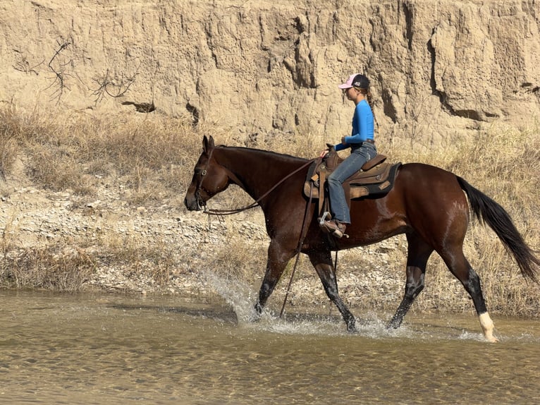 Quarter horse américain Hongre 7 Ans 157 cm Bai cerise in Cleburne