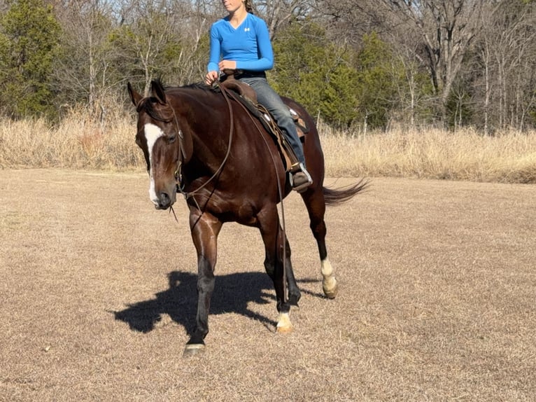 Quarter horse américain Hongre 7 Ans 157 cm Bai cerise in Cleburne