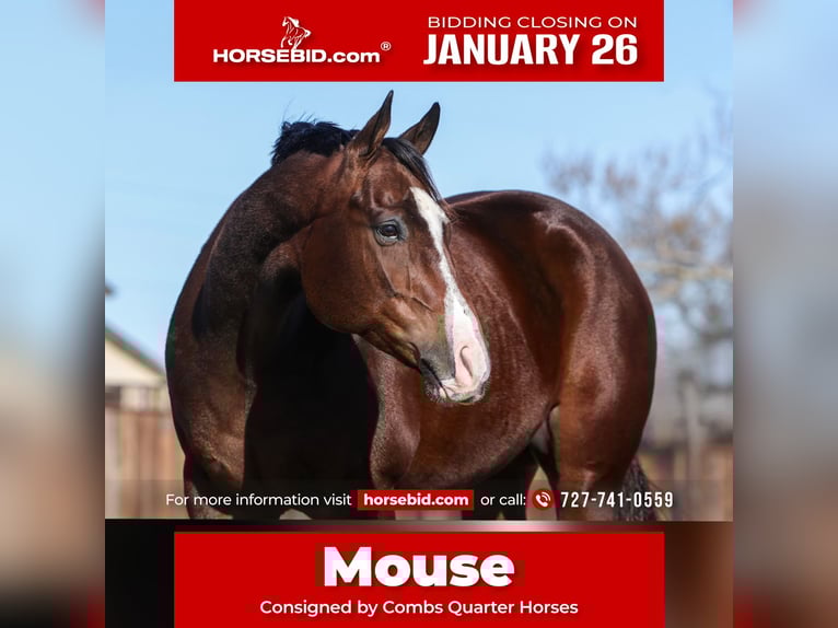 Quarter horse américain Hongre 7 Ans 157 cm Bai cerise in Cleburne