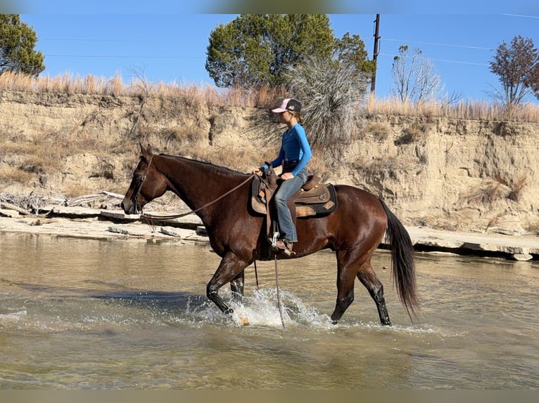 Quarter horse américain Hongre 7 Ans 157 cm Bai cerise in Cleburne