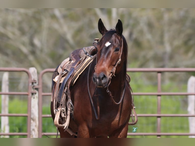 Quarter horse américain Hongre 7 Ans 157 cm Bai cerise in CARTHAGE, TX
