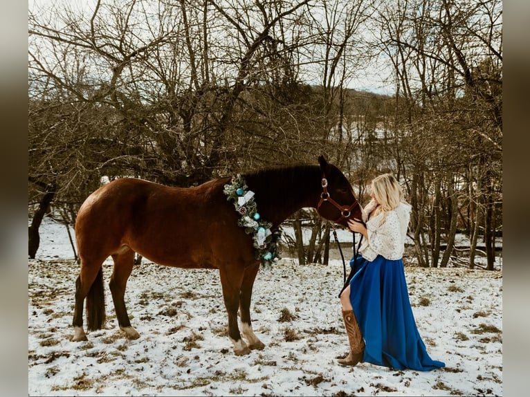 Quarter horse américain Hongre 7 Ans 157 cm Bai cerise in Everett PA