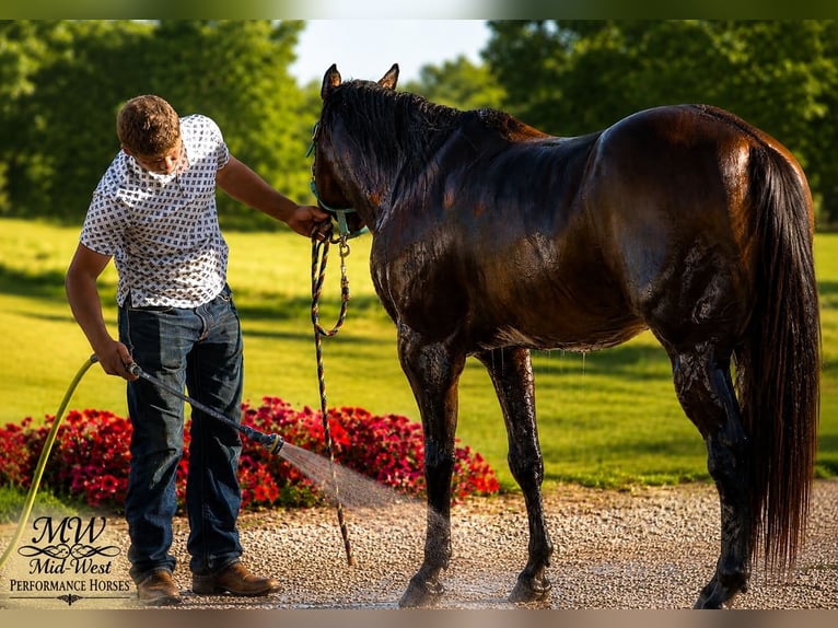 Quarter horse américain Hongre 7 Ans 157 cm Bai cerise in Saint Joe